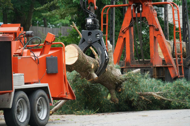 How Our Tree Care Process Works  in  Cascade Valley, WA